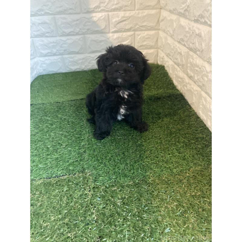 販売中の岡山県のマルプー:マルチーズ×トイプードル-429098の5枚目