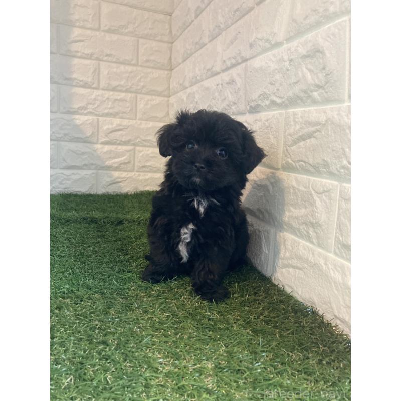 販売中の岡山県のマルプー:マルチーズ×トイプードル-429098の3枚目