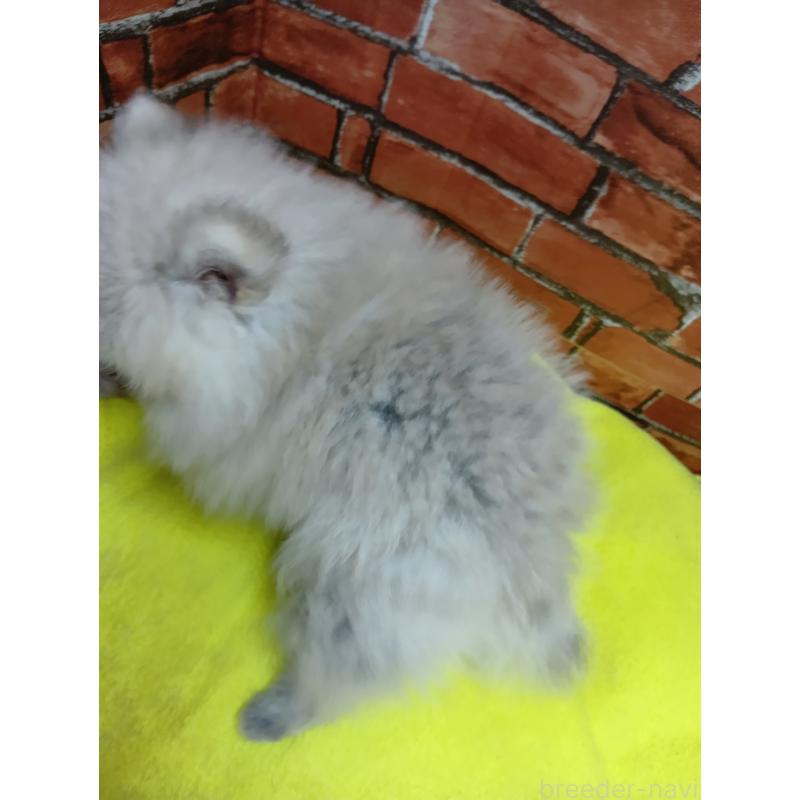 販売中の熊本県のポメラニアン-426724の2枚目