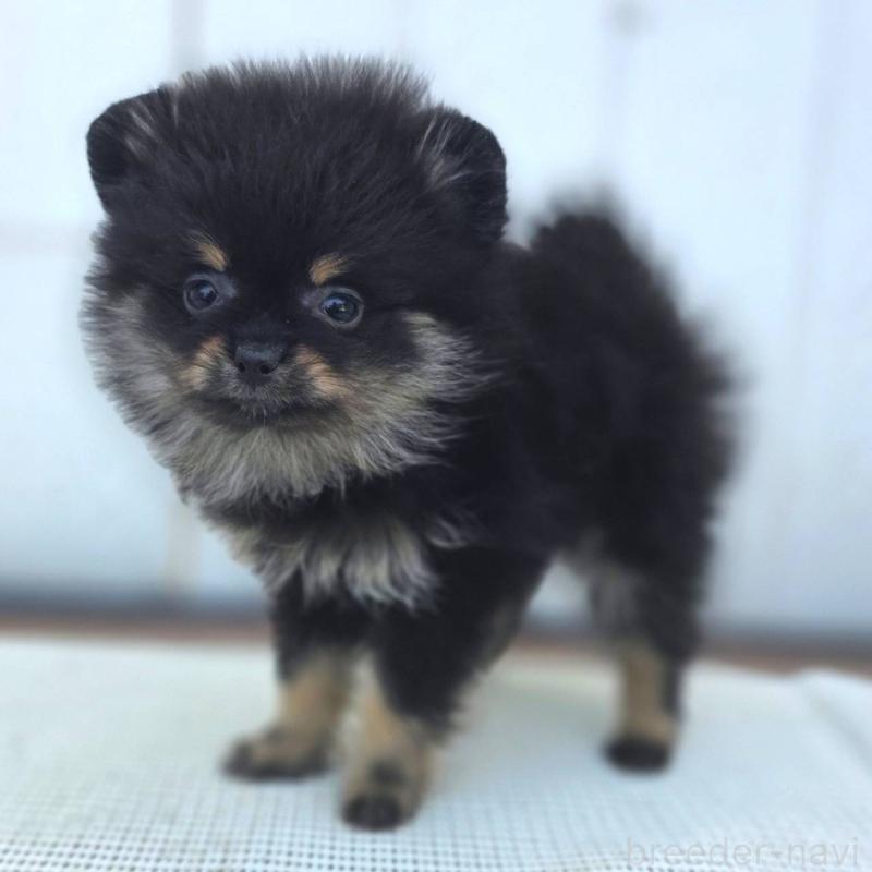 販売中の茨城県のポメラニアン-425546の39枚目