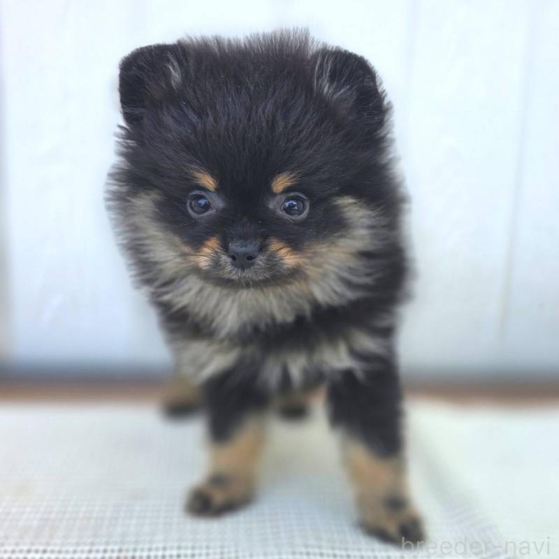 販売中の茨城県のポメラニアン-425546の38枚目