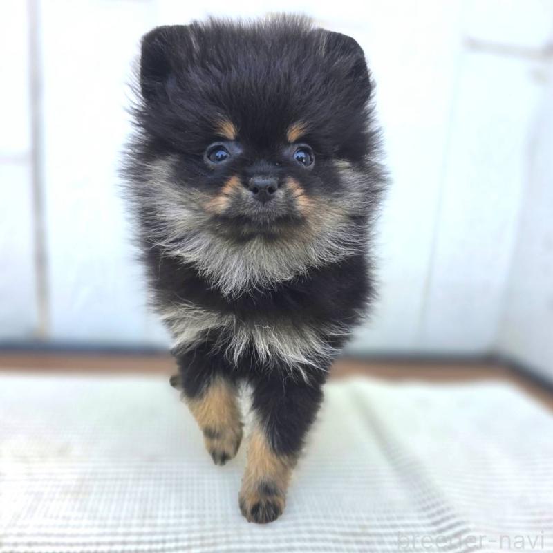 販売中の茨城県のポメラニアン-425546
