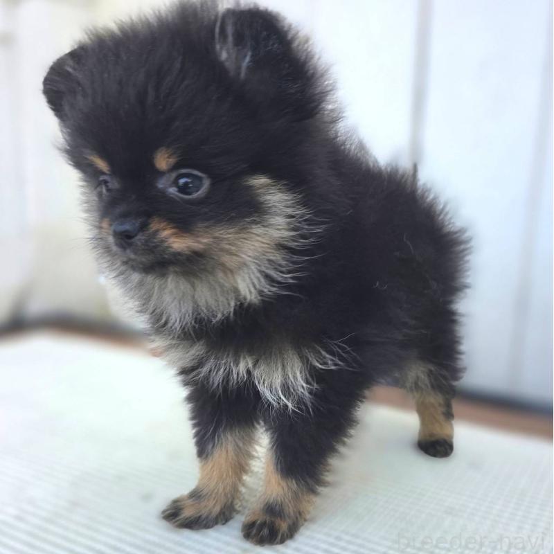 販売中の茨城県のポメラニアン-425546の36枚目