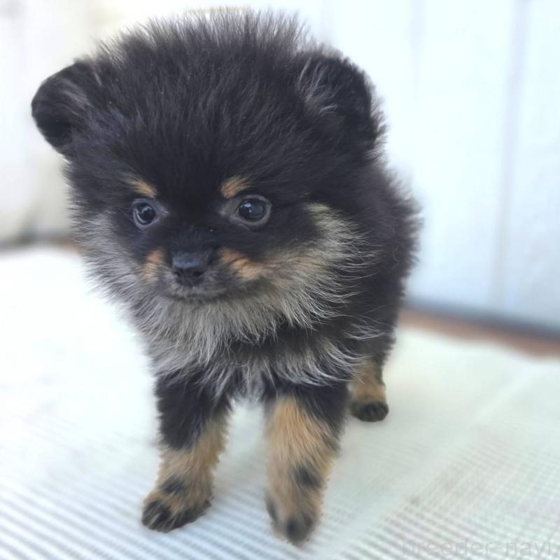 販売中の茨城県のポメラニアン-425546の35枚目