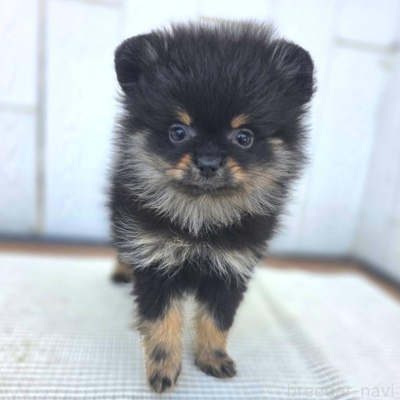 販売中の茨城県のポメラニアン-425546の32枚目