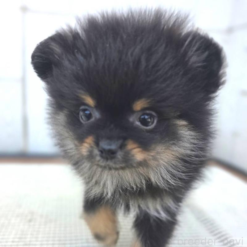 販売中の茨城県のポメラニアン-425546の31枚目