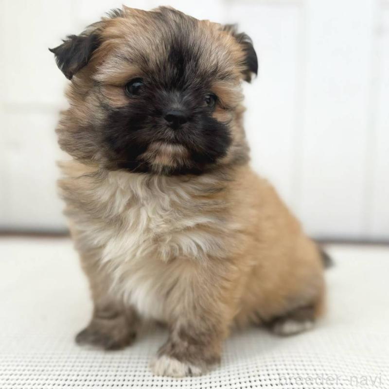 成約済の茨城県のチワズー:チワワ×シーズー-422703の16枚目