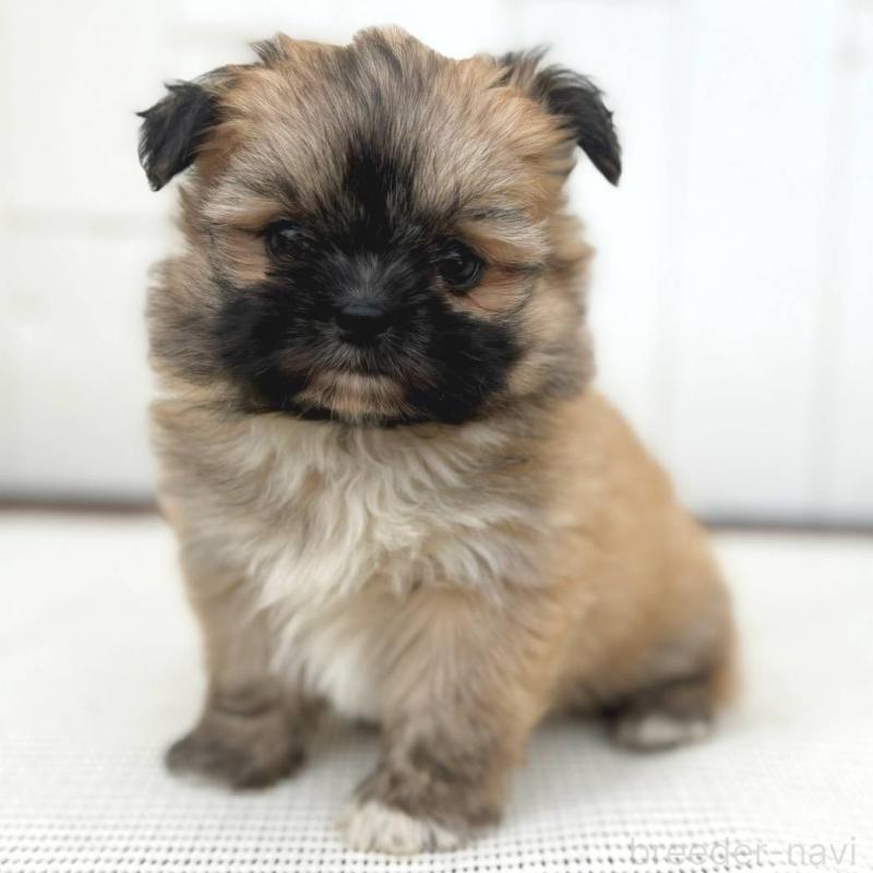 成約済の茨城県のチワズー:チワワ×シーズー-422703の15枚目