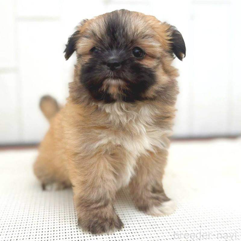 成約済の茨城県のチワズー:チワワ×シーズー-422703の14枚目