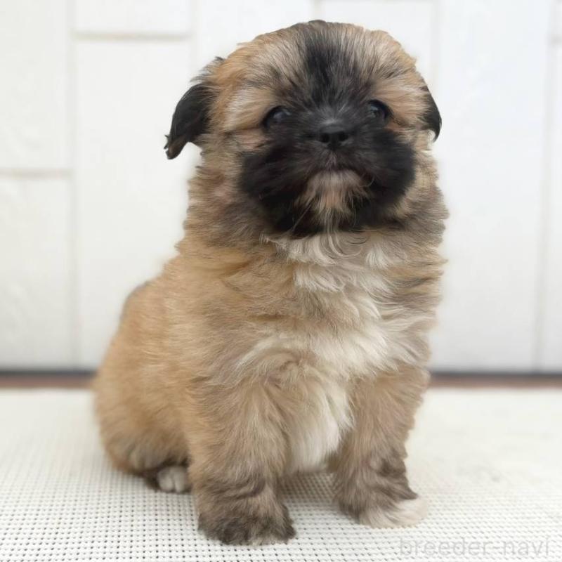 成約済の茨城県のチワズー:チワワ×シーズー-422703の13枚目