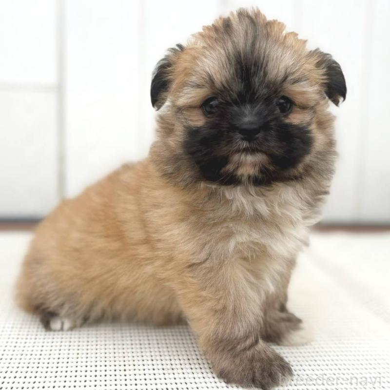 成約済の茨城県のチワズー:チワワ×シーズー-422703の12枚目