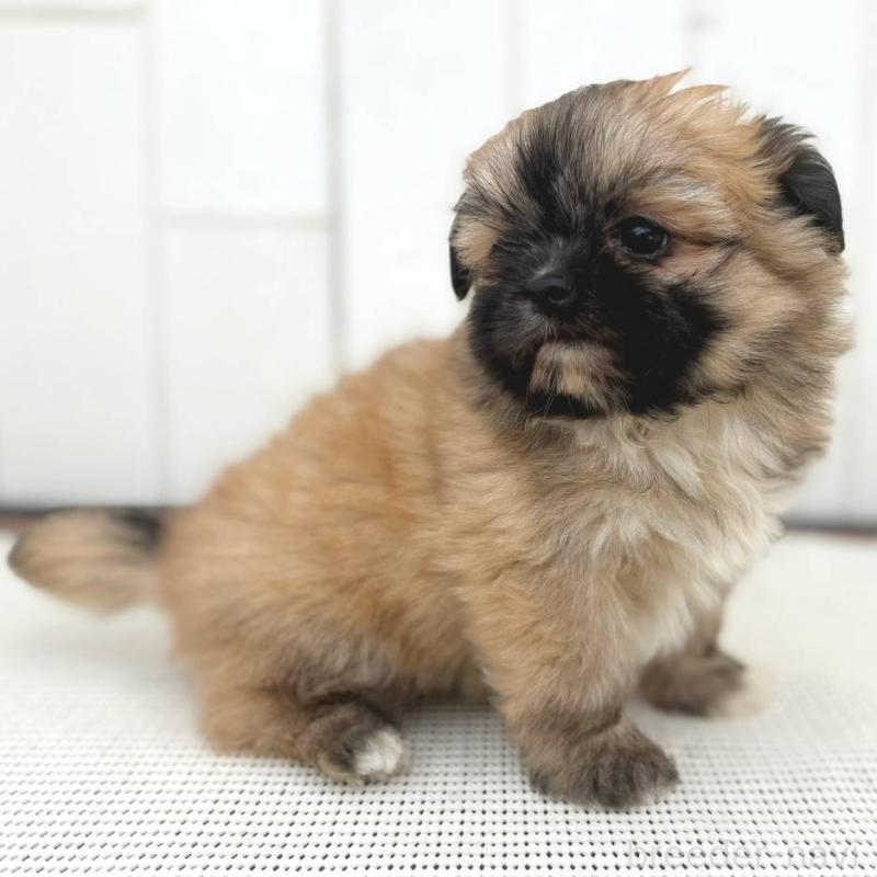 成約済の茨城県のチワズー:チワワ×シーズー-422703の11枚目