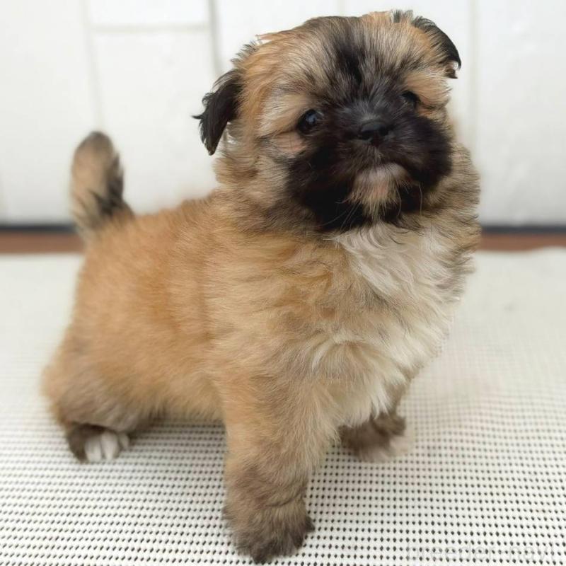 成約済の茨城県のチワズー:チワワ×シーズー-422703の10枚目