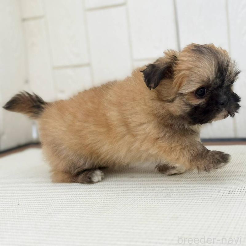 成約済の茨城県のチワズー:チワワ×シーズー-422703の9枚目