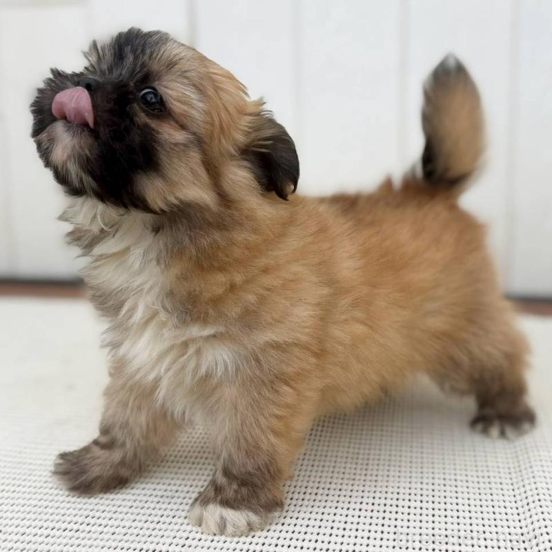 成約済の茨城県のチワズー:チワワ×シーズー-422703の8枚目