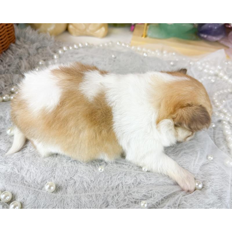 販売中の福岡県のチワワ(ロングコート)-429100の2枚目