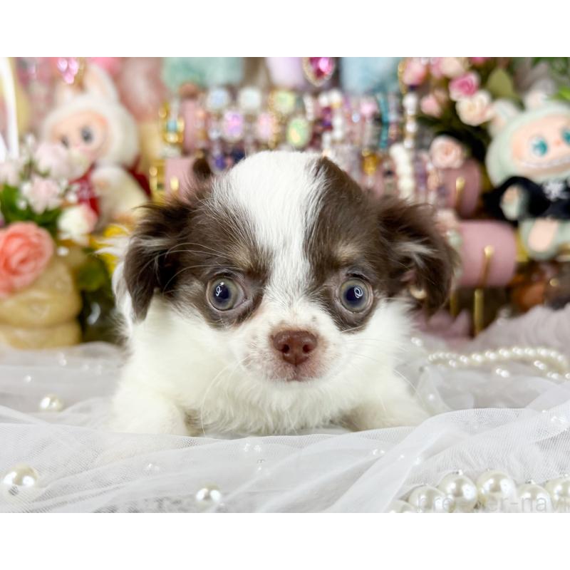 販売中の福岡県のチワワ(ロングコート)-429101の6枚目