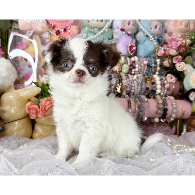 販売中の福岡県のチワワ(ロングコート)-429101の5枚目