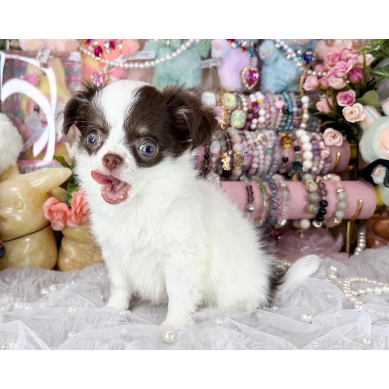 販売中の福岡県のチワワ(ロングコート)-429101の4枚目