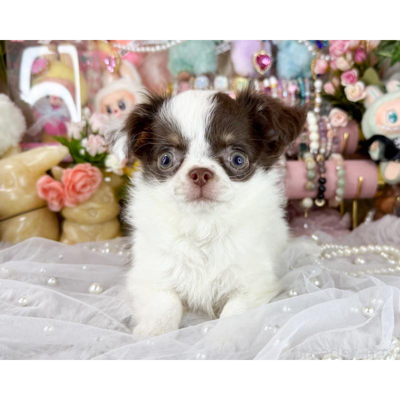 販売中の福岡県のチワワ(ロングコート)-429101の3枚目