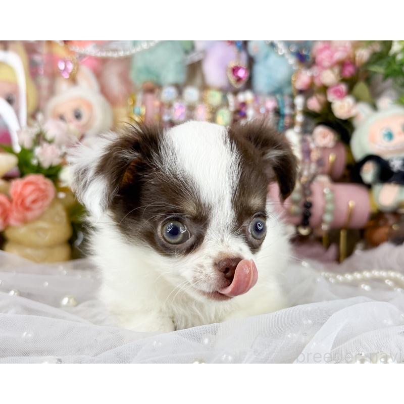 販売中の福岡県のチワワ(ロングコート)-429101の2枚目