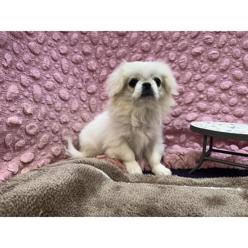 成約済の茨城県のペキニーズ-426331の9枚目