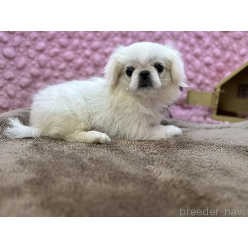 成約済の茨城県のペキニーズ-426331の8枚目