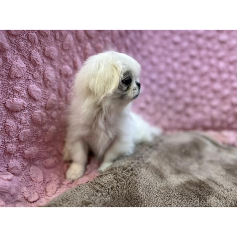 成約済の茨城県のペキニーズ-426331の7枚目