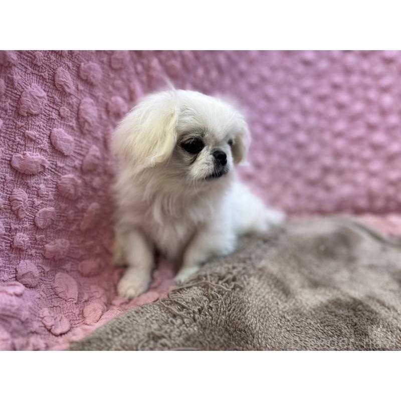 成約済の茨城県のペキニーズ-426331の6枚目