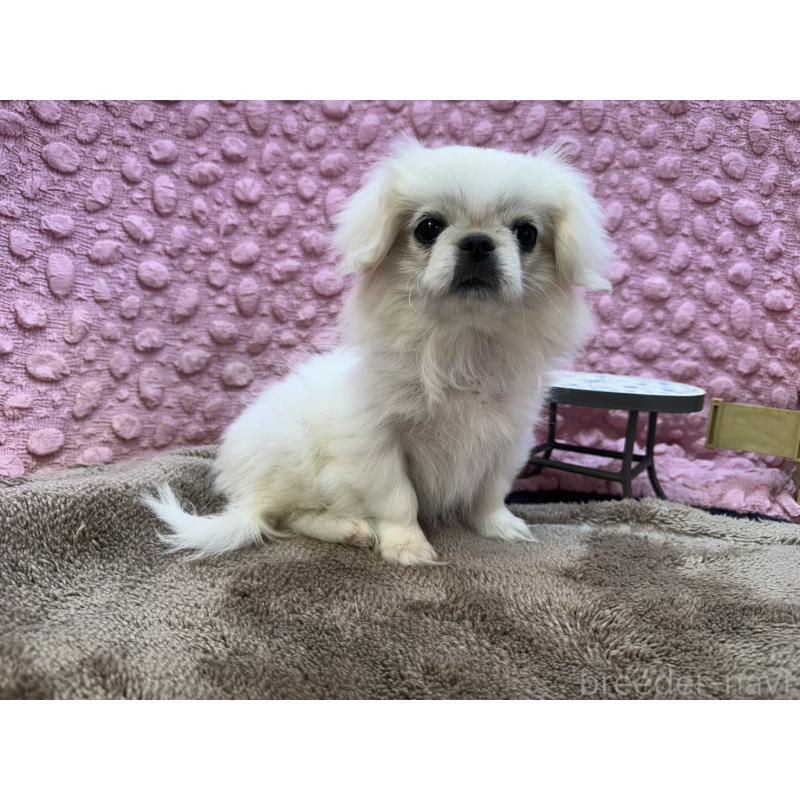 成約済の茨城県のペキニーズ-426331の5枚目