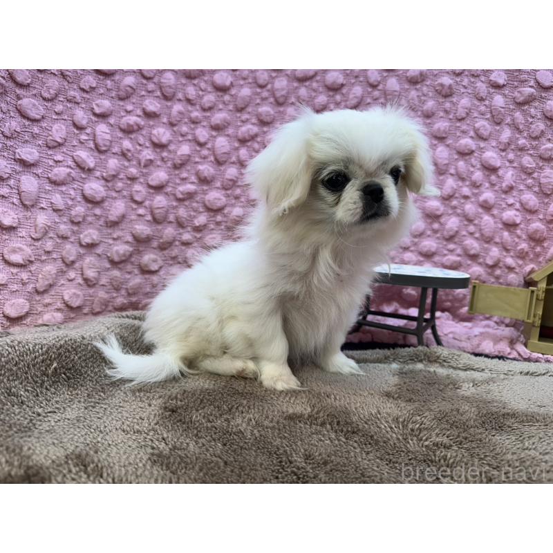 成約済の茨城県のペキニーズ-426331の4枚目