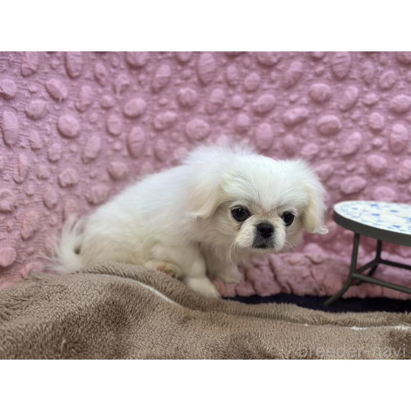 成約済の茨城県のペキニーズ-426331の3枚目