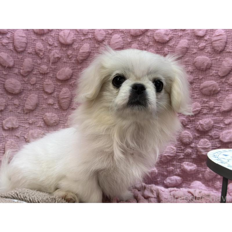 販売中の茨城県のペキニーズ-426331