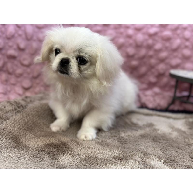 成約済の茨城県のペキニーズ-426331の2枚目