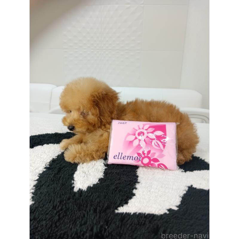 販売中の山梨県のティーカッププードル-421210の9枚目