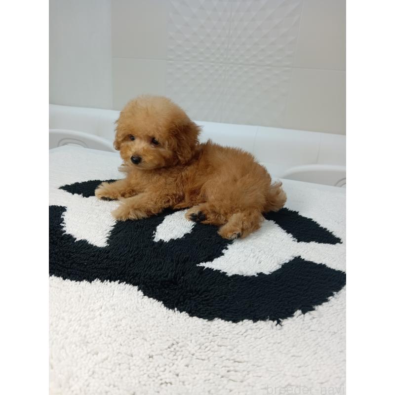 販売中の山梨県のティーカッププードル-421210の8枚目