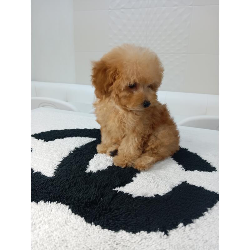 販売中の山梨県のティーカッププードル-421210の7枚目