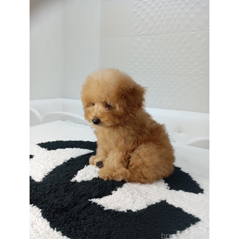 販売中の山梨県のティーカッププードル-421210の6枚目