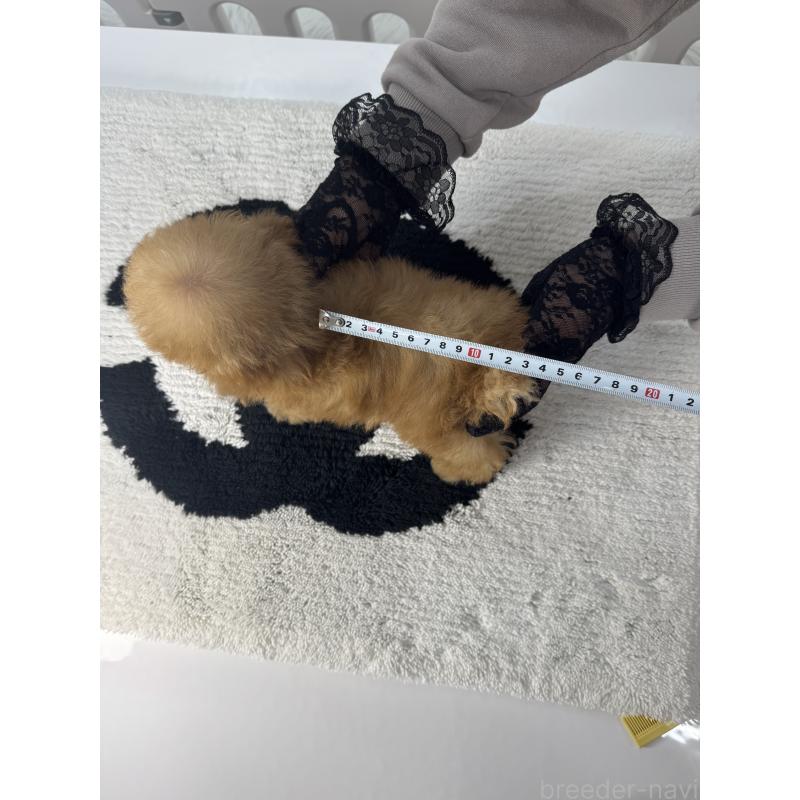 販売中の山梨県のティーカッププードル-421210の4枚目