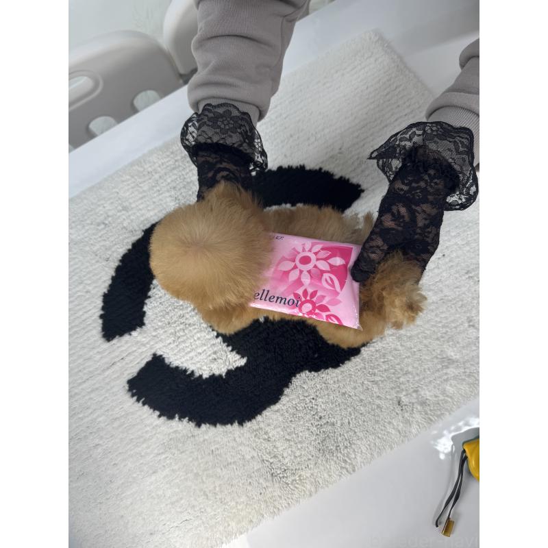 販売中の山梨県のティーカッププードル-421210の3枚目