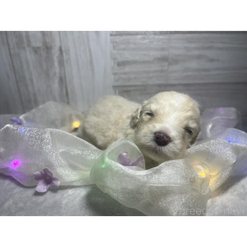 販売中の茨城県のミックス犬-429102の2枚目