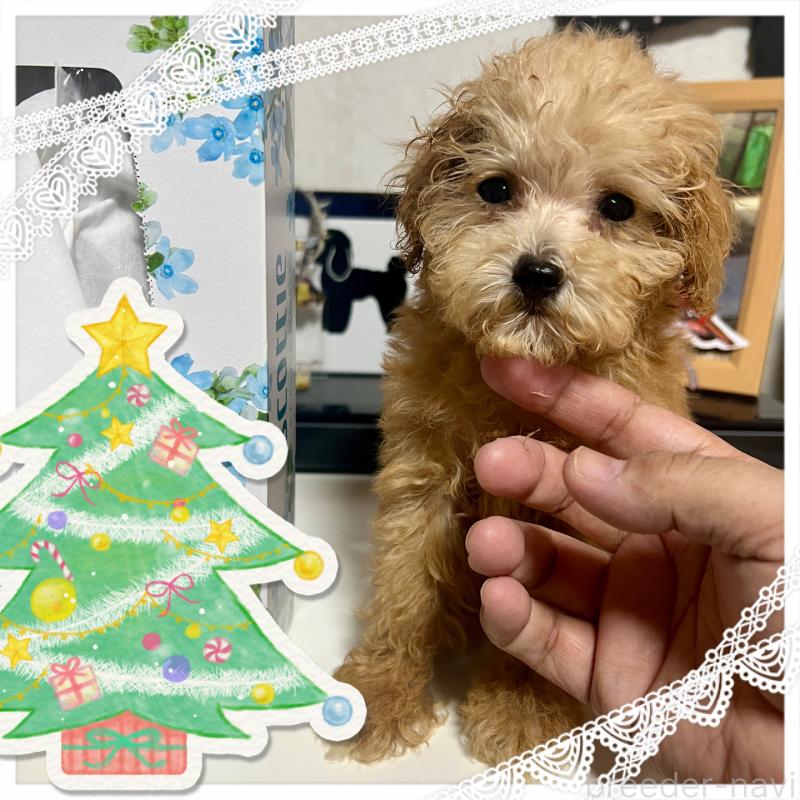 販売中の茨城県のトイプードル-429105