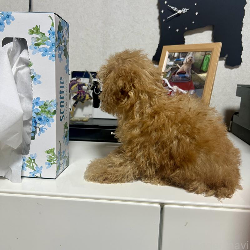 販売中の茨城県のトイプードル-429105の5枚目