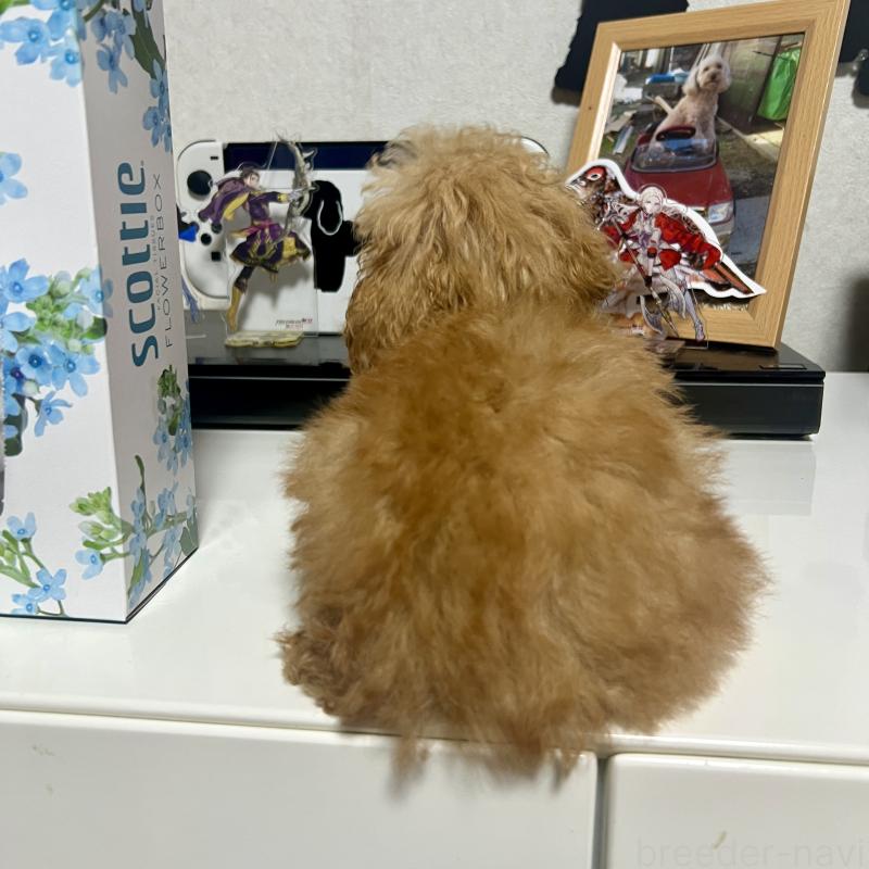 販売中の茨城県のトイプードル-429105の4枚目