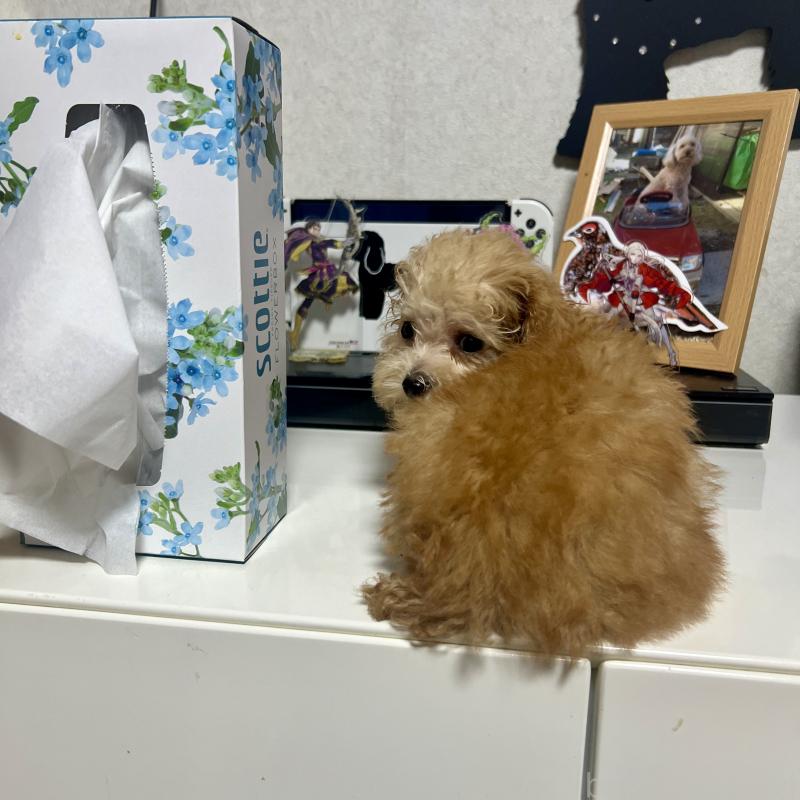 販売中の茨城県のトイプードル-429105の3枚目