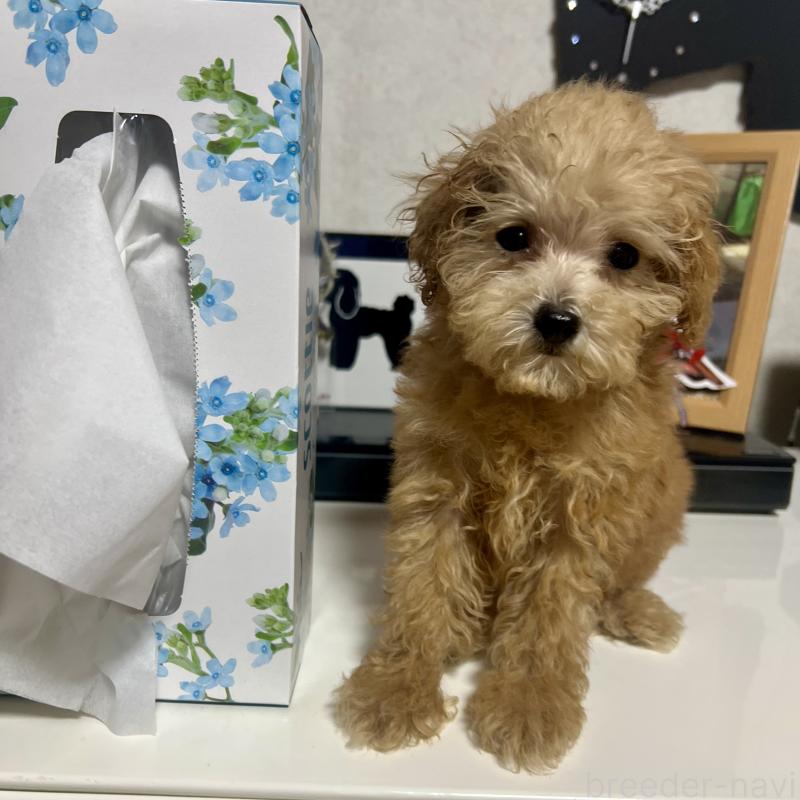 販売中の茨城県のトイプードル-429105の2枚目