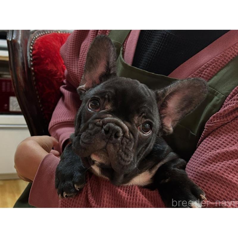 販売中の福岡県のフレンチブルドッグ-429103の5枚目