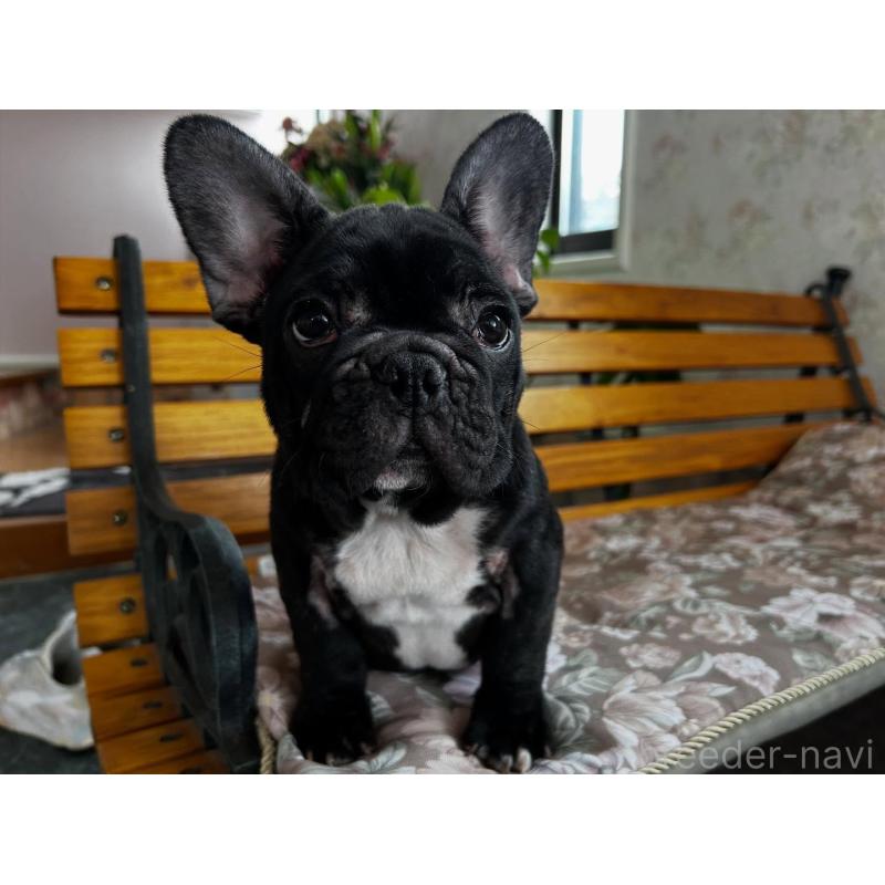 販売中の福岡県のフレンチブルドッグ-429103の4枚目