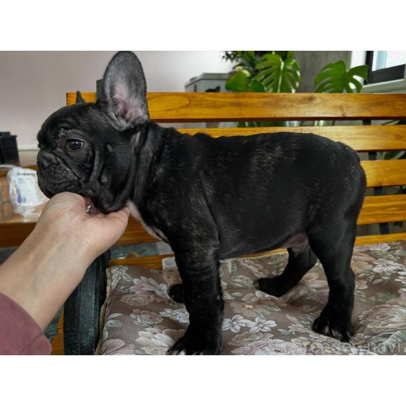 販売中の福岡県のフレンチブルドッグ-429103の3枚目