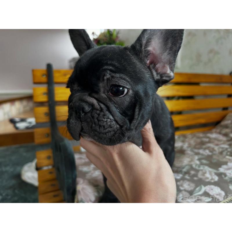 販売中の福岡県のフレンチブルドッグ-429103の2枚目